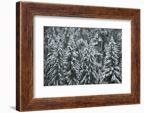 Spruce Forest, Detail, Trees, Snow-Covered, Nature-Ronald Wittek-Framed Photographic Print