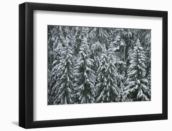Spruce Forest, Detail, Trees, Snow-Covered, Nature-Ronald Wittek-Framed Photographic Print