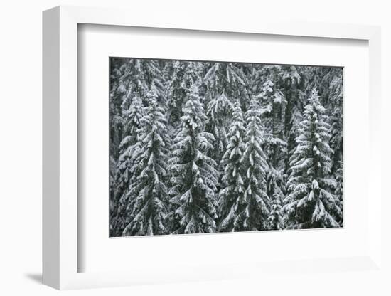 Spruce Forest, Detail, Trees, Snow-Covered, Nature-Ronald Wittek-Framed Photographic Print