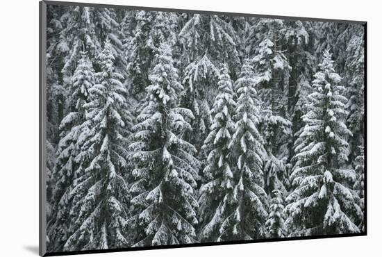 Spruce Forest, Detail, Trees, Snow-Covered, Nature-Ronald Wittek-Mounted Photographic Print