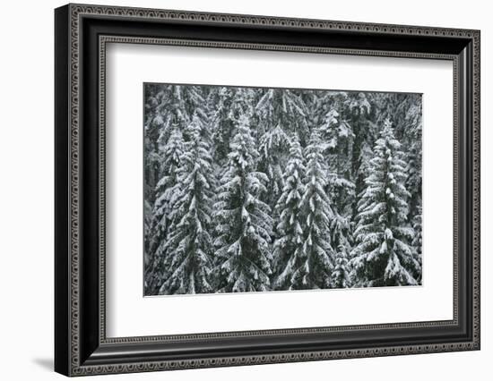 Spruce Forest, Detail, Trees, Snow-Covered, Nature-Ronald Wittek-Framed Photographic Print