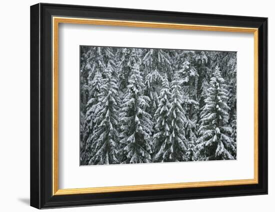 Spruce Forest, Detail, Trees, Snow-Covered, Nature-Ronald Wittek-Framed Photographic Print