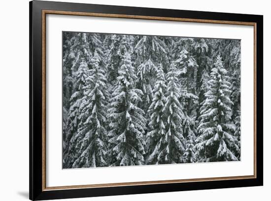 Spruce Forest, Detail, Trees, Snow-Covered, Nature-Ronald Wittek-Framed Photographic Print