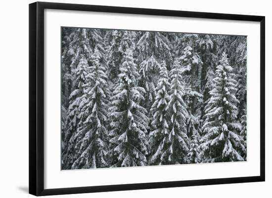 Spruce Forest, Detail, Trees, Snow-Covered, Nature-Ronald Wittek-Framed Photographic Print