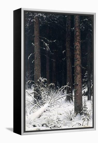 Spruce Forest in Winter, 1884-Ivan Ivanovitch Shishkin-Framed Premier Image Canvas