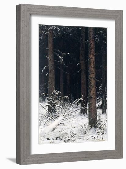 Spruce Forest in Winter, 1884-Ivan Ivanovitch Shishkin-Framed Giclee Print