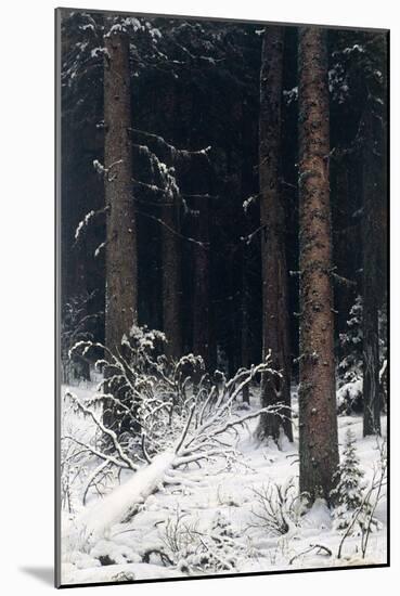Spruce Forest in Winter, 1884-Ivan Ivanovitch Shishkin-Mounted Giclee Print