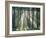 Spruce Forest, Sunbeams, Back Light-Thonig-Framed Photographic Print