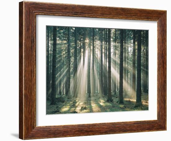 Spruce Forest, Sunbeams, Back Light-Thonig-Framed Photographic Print