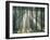 Spruce Forest, Sunbeams, Back Light-Thonig-Framed Photographic Print