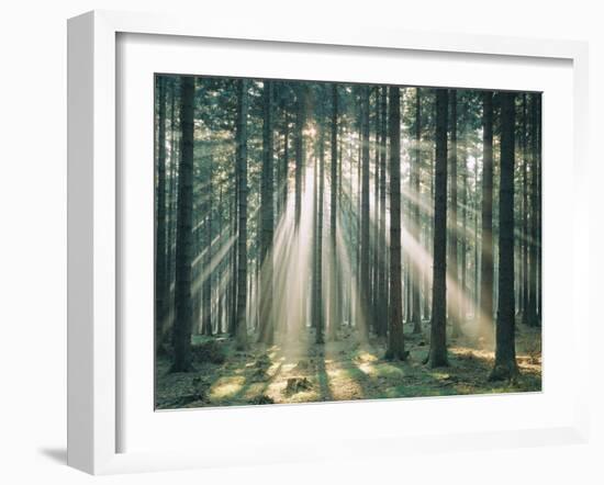 Spruce Forest, Sunbeams, Back Light-Thonig-Framed Photographic Print