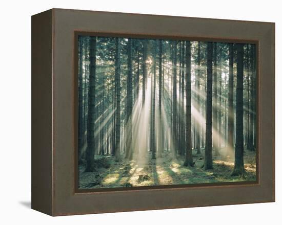 Spruce Forest, Sunbeams, Back Light-Thonig-Framed Premier Image Canvas