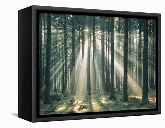 Spruce Forest, Sunbeams, Back Light-Thonig-Framed Premier Image Canvas