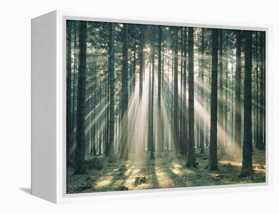 Spruce Forest, Sunbeams, Back Light-Thonig-Framed Premier Image Canvas