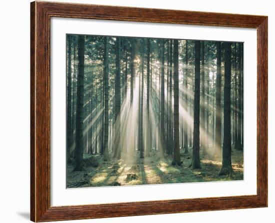 Spruce Forest, Sunbeams, Back Light-Thonig-Framed Photographic Print