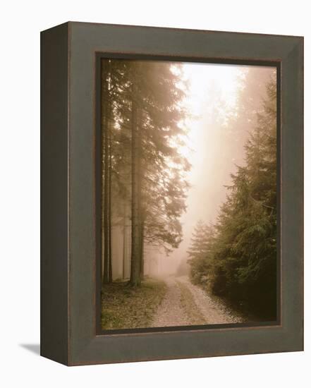 Spruce Forest, Way, Morning Fog-Thonig-Framed Premier Image Canvas