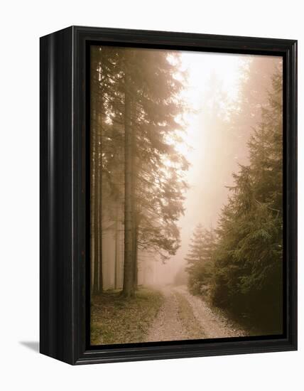 Spruce Forest, Way, Morning Fog-Thonig-Framed Premier Image Canvas