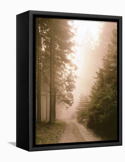 Spruce Forest, Way, Morning Fog-Thonig-Framed Premier Image Canvas