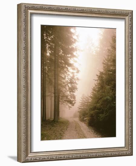Spruce Forest, Way, Morning Fog-Thonig-Framed Photographic Print