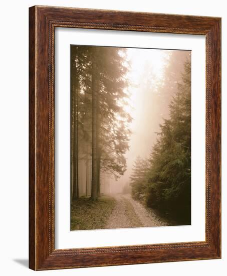 Spruce Forest, Way, Morning Fog-Thonig-Framed Photographic Print