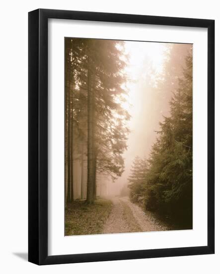 Spruce Forest, Way, Morning Fog-Thonig-Framed Photographic Print