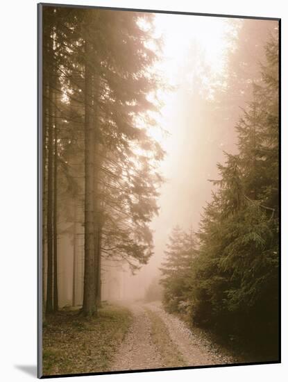 Spruce Forest, Way, Morning Fog-Thonig-Mounted Photographic Print