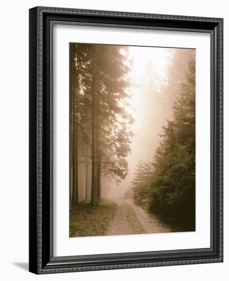 Spruce Forest, Way, Morning Fog-Thonig-Framed Photographic Print