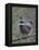 Spruce Grouse, Arctic National Wildlife Refuge, Alaska, USA-Hugh Rose-Framed Premier Image Canvas