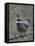 Spruce Grouse, Arctic National Wildlife Refuge, Alaska, USA-Hugh Rose-Framed Premier Image Canvas