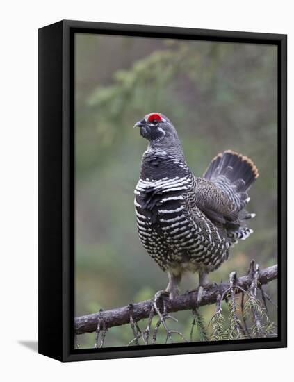 Spruce Grouse, Arctic National Wildlife Refuge, Alaska, USA-Hugh Rose-Framed Premier Image Canvas