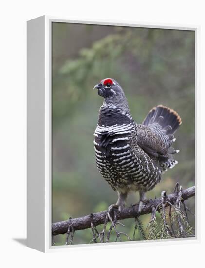 Spruce Grouse, Arctic National Wildlife Refuge, Alaska, USA-Hugh Rose-Framed Premier Image Canvas