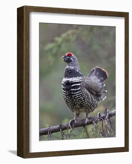 Spruce Grouse, Arctic National Wildlife Refuge, Alaska, USA-Hugh Rose-Framed Photographic Print