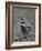 Spruce Grouse, Arctic National Wildlife Refuge, Alaska, USA-Hugh Rose-Framed Photographic Print