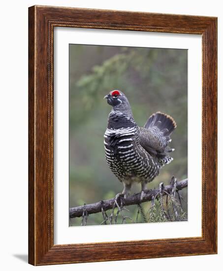 Spruce Grouse, Arctic National Wildlife Refuge, Alaska, USA-Hugh Rose-Framed Photographic Print