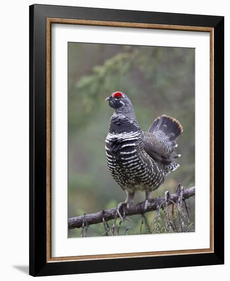 Spruce Grouse, Arctic National Wildlife Refuge, Alaska, USA-Hugh Rose-Framed Photographic Print