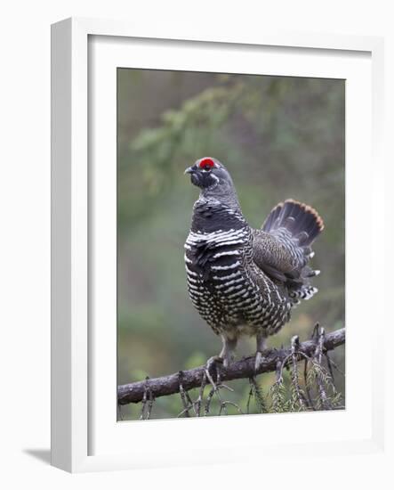 Spruce Grouse, Arctic National Wildlife Refuge, Alaska, USA-Hugh Rose-Framed Photographic Print