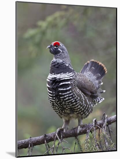 Spruce Grouse, Arctic National Wildlife Refuge, Alaska, USA-Hugh Rose-Mounted Photographic Print