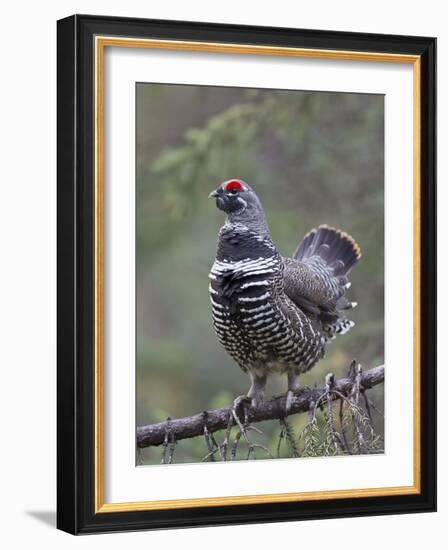 Spruce Grouse, Arctic National Wildlife Refuge, Alaska, USA-Hugh Rose-Framed Photographic Print