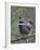 Spruce Grouse, Arctic National Wildlife Refuge, Alaska, USA-Hugh Rose-Framed Photographic Print