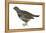 Spruce Grouse (Falcipennis Canadensis), Birds-Encyclopaedia Britannica-Framed Stretched Canvas
