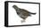 Spruce Grouse (Falcipennis Canadensis), Birds-Encyclopaedia Britannica-Framed Stretched Canvas