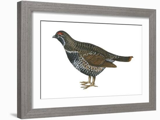 Spruce Grouse (Falcipennis Canadensis), Birds-Encyclopaedia Britannica-Framed Art Print