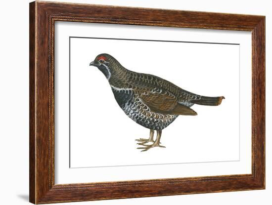 Spruce Grouse (Falcipennis Canadensis), Birds-Encyclopaedia Britannica-Framed Art Print