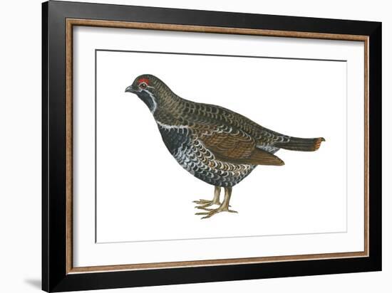 Spruce Grouse (Falcipennis Canadensis), Birds-Encyclopaedia Britannica-Framed Art Print