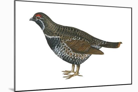 Spruce Grouse (Falcipennis Canadensis), Birds-Encyclopaedia Britannica-Mounted Art Print