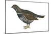 Spruce Grouse (Falcipennis Canadensis), Birds-Encyclopaedia Britannica-Mounted Art Print