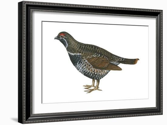 Spruce Grouse (Falcipennis Canadensis), Birds-Encyclopaedia Britannica-Framed Art Print