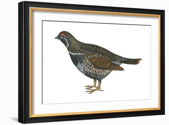 Spruce Grouse (Falcipennis Canadensis), Birds-Encyclopaedia Britannica-Framed Art Print