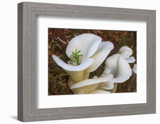 Spruce seedling.-Ken Archer-Framed Photographic Print