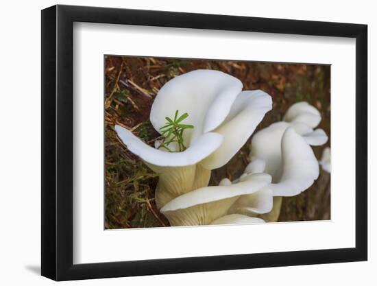 Spruce seedling.-Ken Archer-Framed Photographic Print